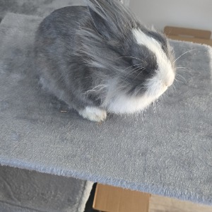 Rabbit